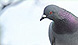防鳥ネット