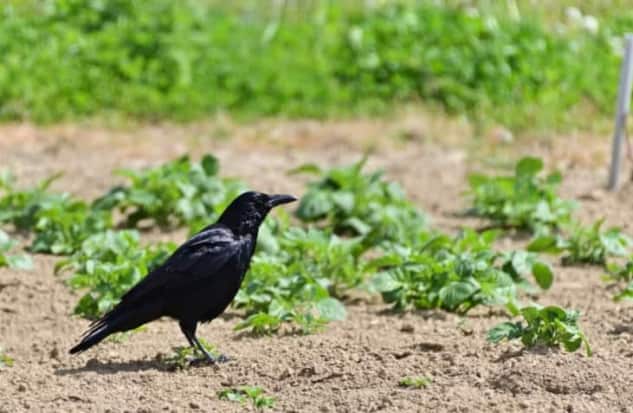 【豆知識】畑のカラス対策に関するお役立ち記事を公開いたしました